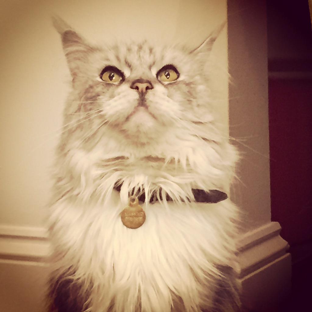 eatwithellen's tweet image. Here he is again @O2 #O2HappyCat