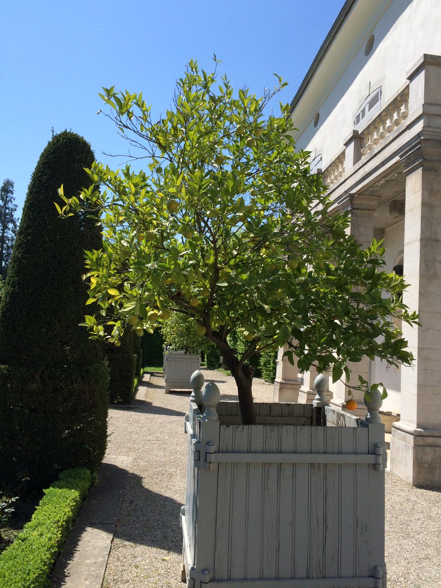 Les orangers d'Hébert sont sortis de leur orangerie! #printemps #musée #culture #jardinremarquable <a href="/IsereCulture/">Culture.Isère</a>