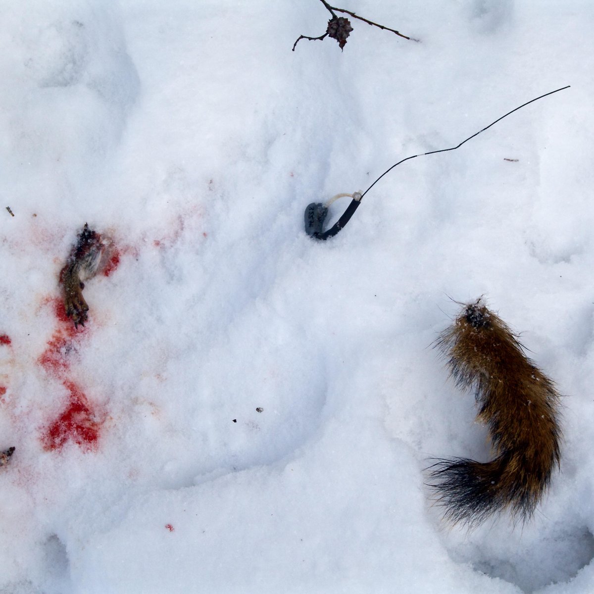 rwtaylor's tweet photo. A lynx caught and ate the squirrel I was tracking! #BestFieldWorkPic @KluaneSquirrels http://t.co/ZuaKL54pQD