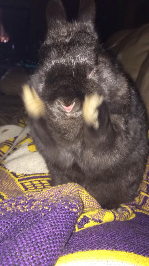a_sagona's tweet photo. Just wanna say thanks for not bitching when I squeeze u 2 tight & 4 letting me love u #UTheRealMVP #FudgePudge 😍🐰 http://t.co/coKFv6eRtk