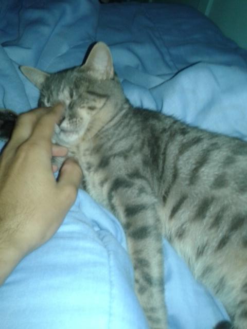 fuckyuri's tweet photo. Na vdd é um gato http://t.co/y3etCzYdar