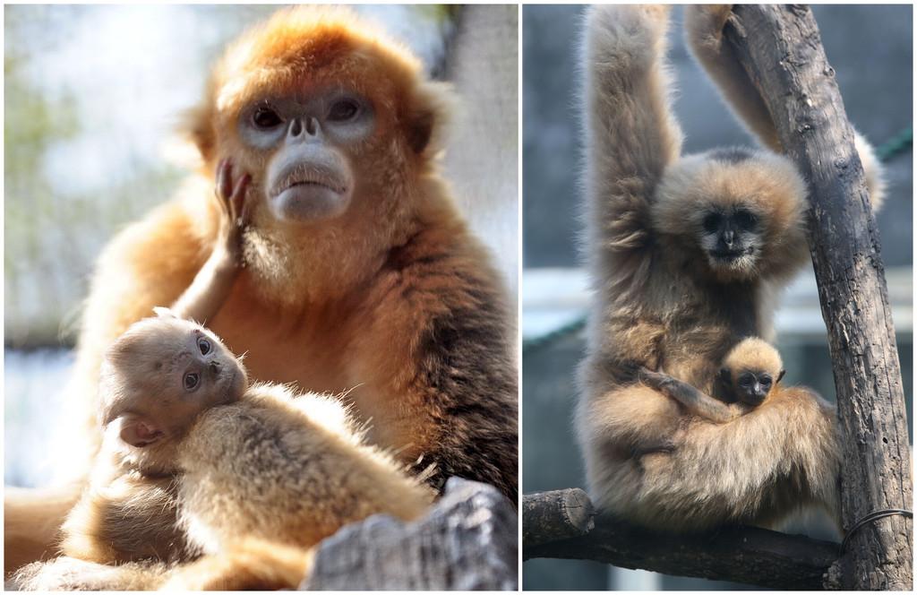 XHNews's tweet photo. Hello, world! 1-month-old golden monkey &amp; white-cheeked gibbon debut with mum in E China zoo http://t.co/WcyqnggqVW