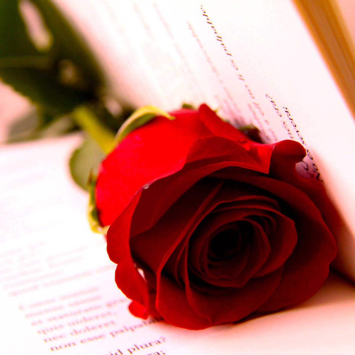 PepBlanc's tweet photo. Feliç Sant Jordi, Amb un Llibre i una Rosa
Feliz Sant Jordi, Con un Libro y una Rosa

#Cataluña #Catalunya http://t.co/3QQdEAqXOe