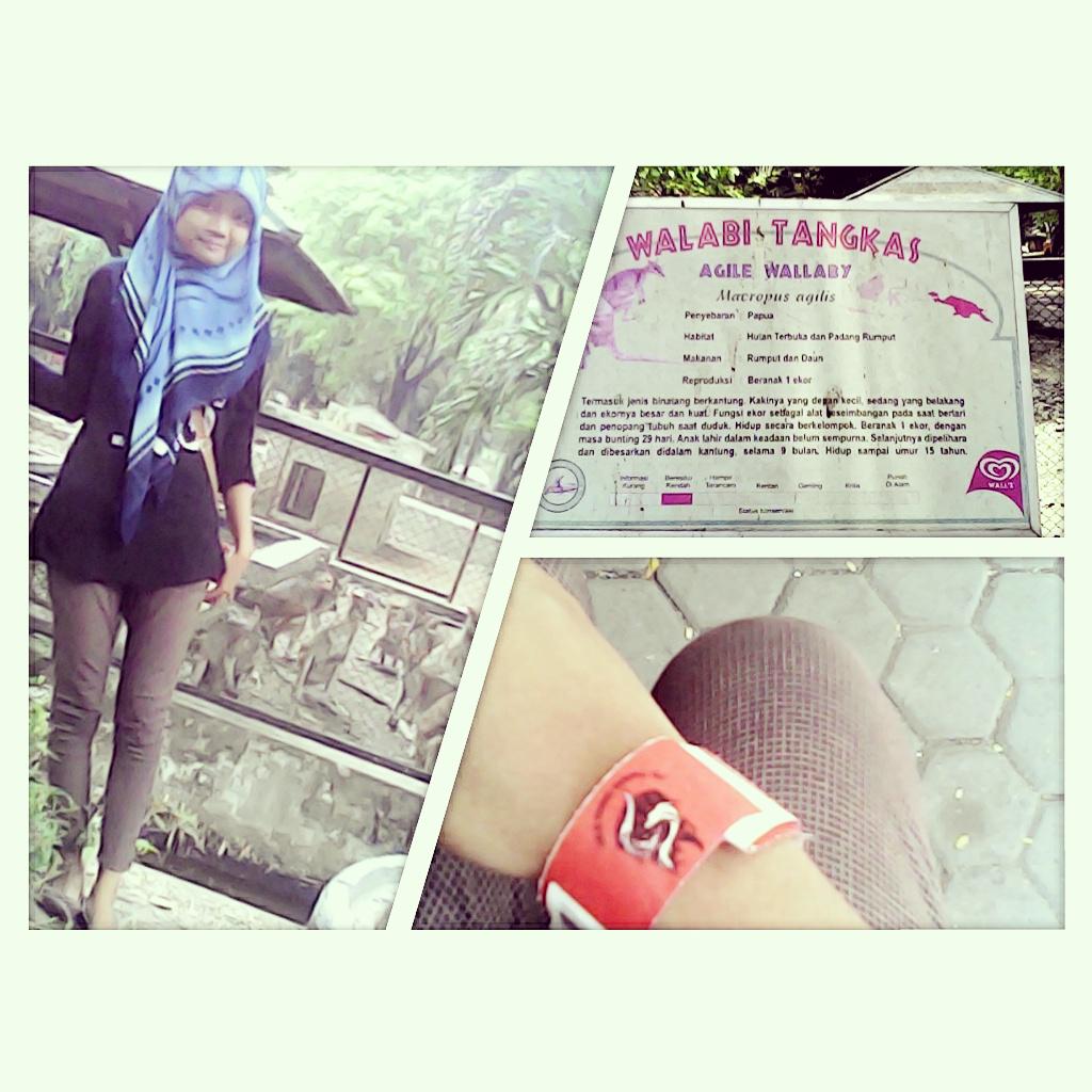 ayu_wah's tweet photo. Seneng &amp; seru bgt bisa belajar tentang sejarah walabi tangkas :) #KBS http://t.co/kR9zQ4VPhg