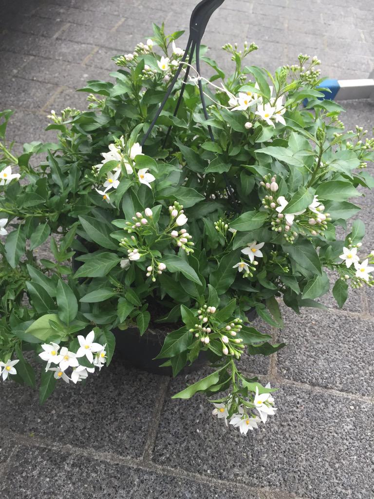 Aanbieding vandaag mooi buitenplant van €12.50 nu voor maar €10. Op=Op