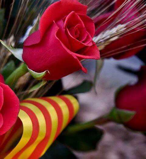 Erikortiz_27's tweet photo. Porque cada princesa se merece una rosa en este día☺️🌹🌹! #SantJordi #Diada #FelizDia @Iratiitari @Narkiiii http://t.co/wB1SeKl3pz