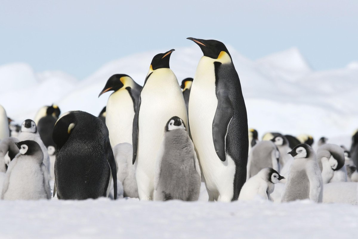 Intrepid_Travel's tweet photo. #DidYouKnow a group of penguins swimming is called a “raft”, and a group of penguins on land is called a “waddle”? http://t.co/ooOiRw4jgY