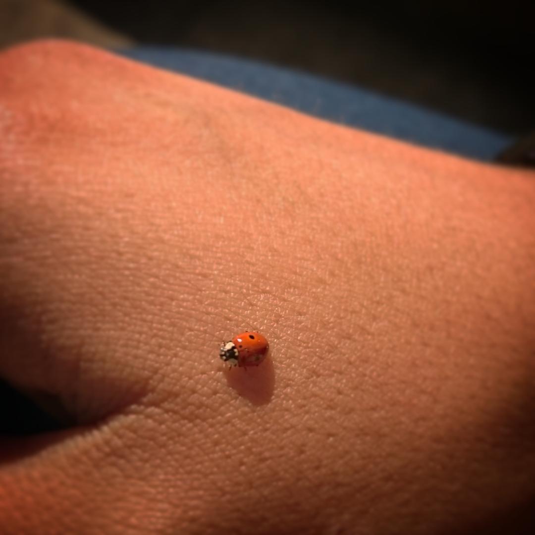 Haciendo amigas... 🐞🐞
