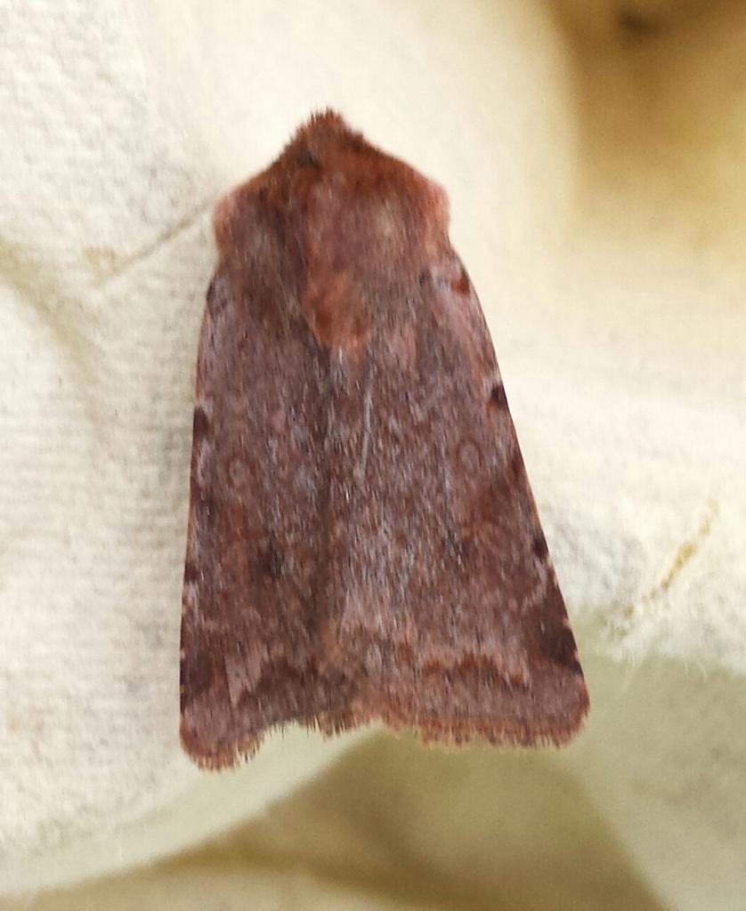 First angleshades and red chestnut of the year in the trap this morn + a micro in the fridge for ID later #teammoth