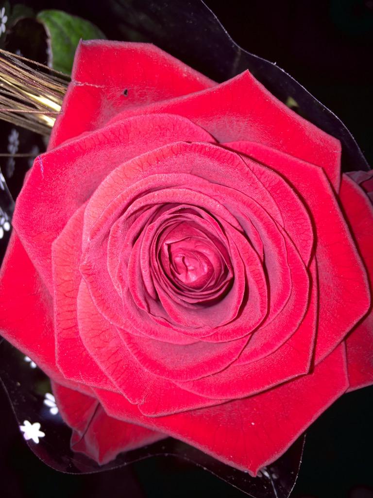 IQSExecutive's tweet photo. Feliç #SantJordi2015 !! @IQSbarcelona #SocIQS http://t.co/U8SBtYnz7x