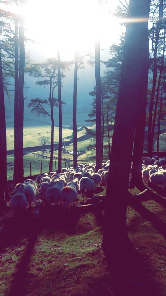 Last lot of cheviots gathered down for lambing #hillfarming #lambing2015