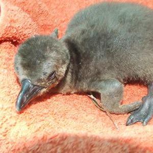 MosselBayHeli's tweet image. #Penguin rehabilitation centre needs help mosselbayadvertiser.com/news/News/Gene… #SAPREC