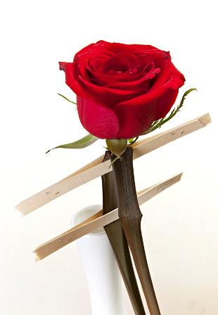 Frescos com una #rosa 
Bon #SantJordi !