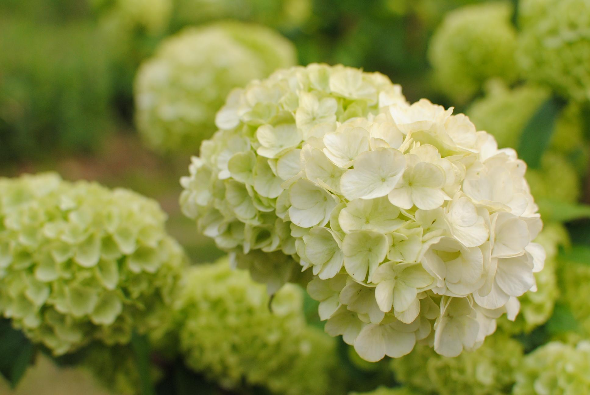 和歌山市役所 オオデマリの花 四季の郷公園のバラ温室の隣に アジサイのような花 オオデマリ が見頃を迎えています Http T Co 7obitxu0jr Twitter
