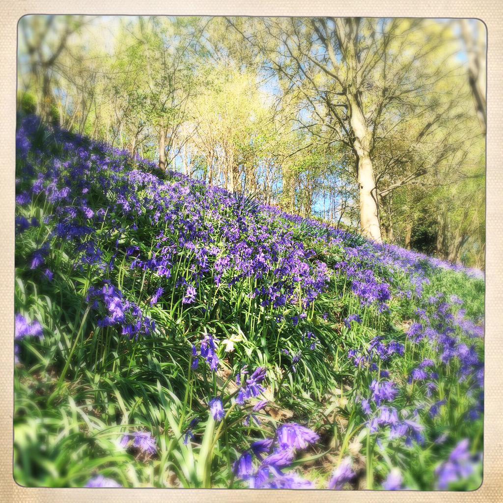 IAMKELLYBROOK's tweet photo. Spring Time #Bluebells #Kent #GardenofEngland http://t.co/JhlkagJV5U