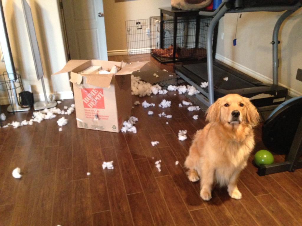 GoldGord's tweet photo. Wasn't me 🙊 http://t.co/pFH2PvVhG7
