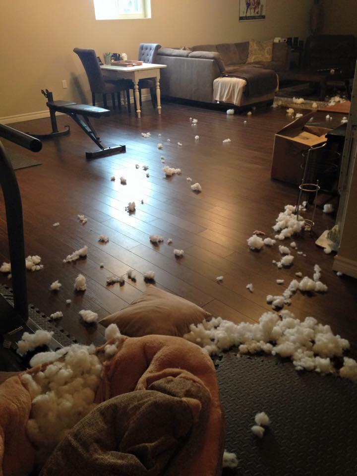 GoldGord's tweet photo. Wasn't me 🙊 http://t.co/pFH2PvVhG7