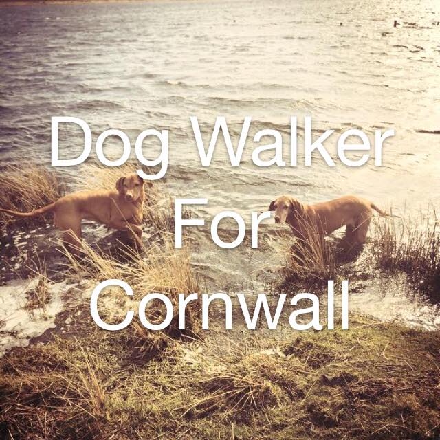Dog Walker Cornwall tweet media