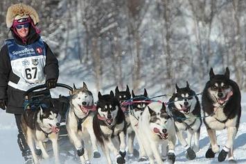 хаски на лыжах. хаски лыжная гонка. лучшие игры для хаски. скиджоринг. хаски лыжная гонка.