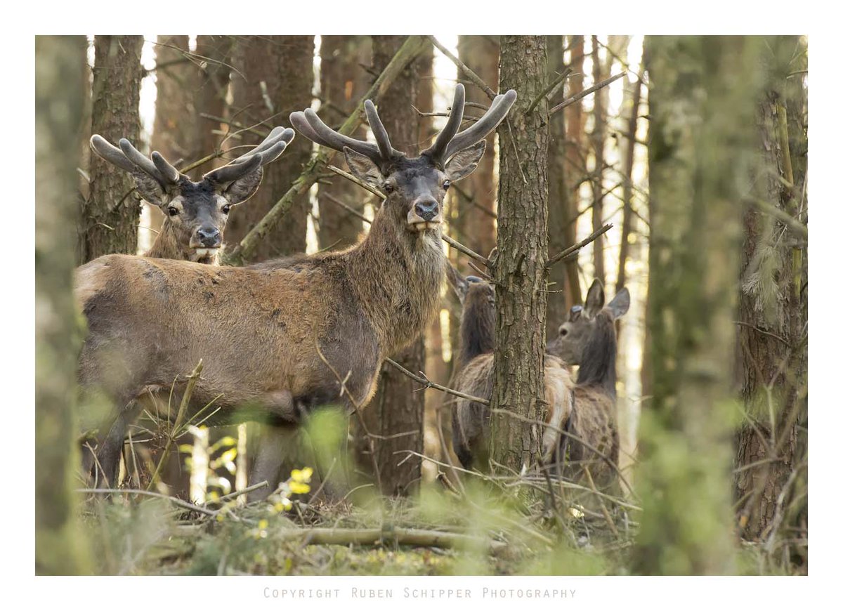 #Edelherten op de Veluwe 
rubenschipperfotografie.com/blog/files/ede…