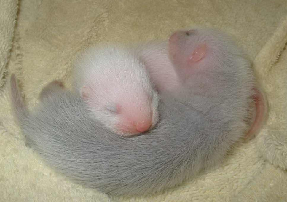 eachus's tweet photo. Baby Ferretses!
RT @Team_Pebbles: #DookOutLoud ferret love to you @Lunarteddy =^.^= http://t.co/Ib9P7eysNB