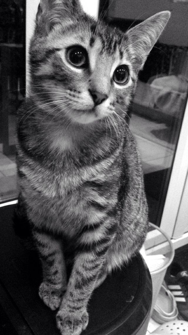 lindasfjones's tweet image. @O2 Please can our Peri be the #O2HappyCat ?