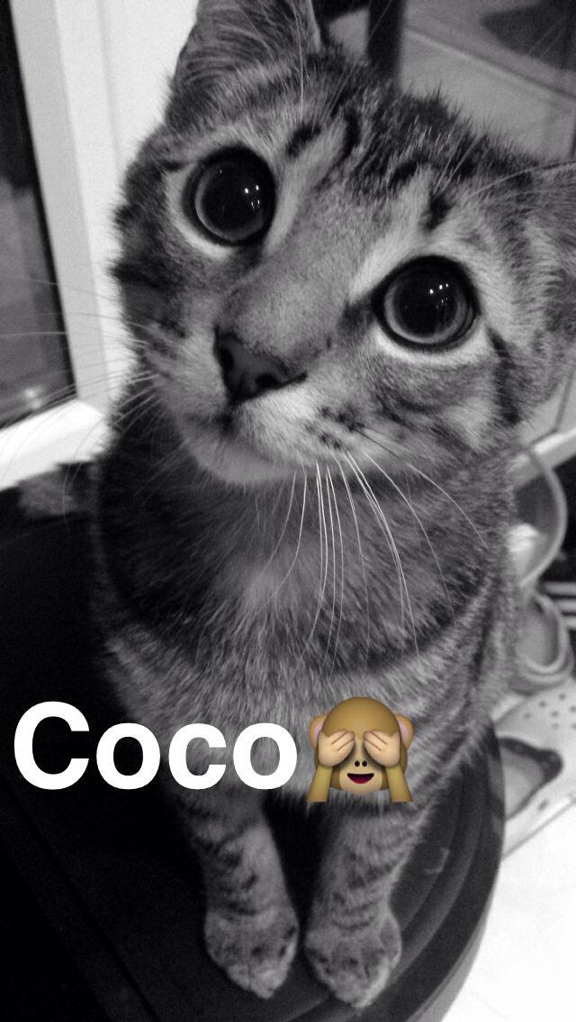 lindasfjones's tweet image. @O2 how about our Coco instead for the #O2HappyCat ?