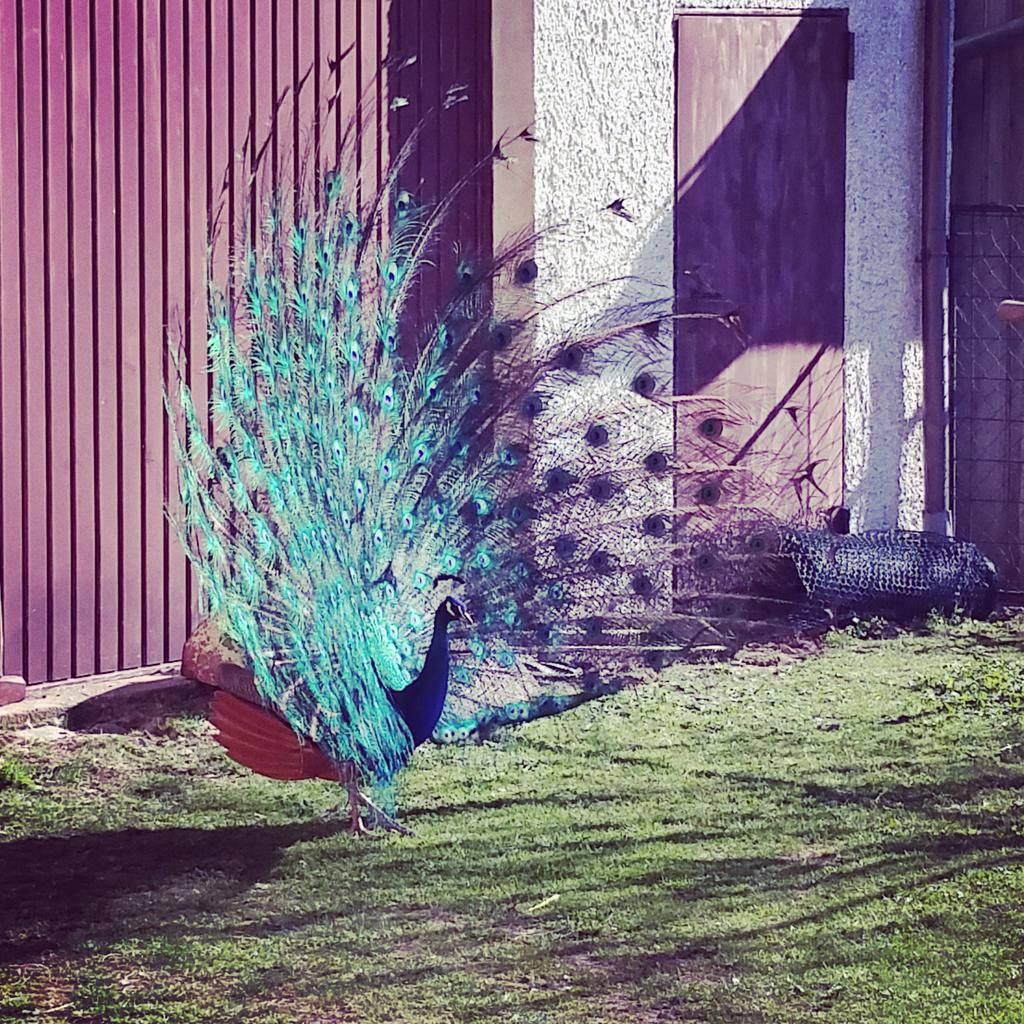 GlaserKarin's tweet photo. #Pfau#Hansi#animal# http://t.co/OvxCtZLHUw