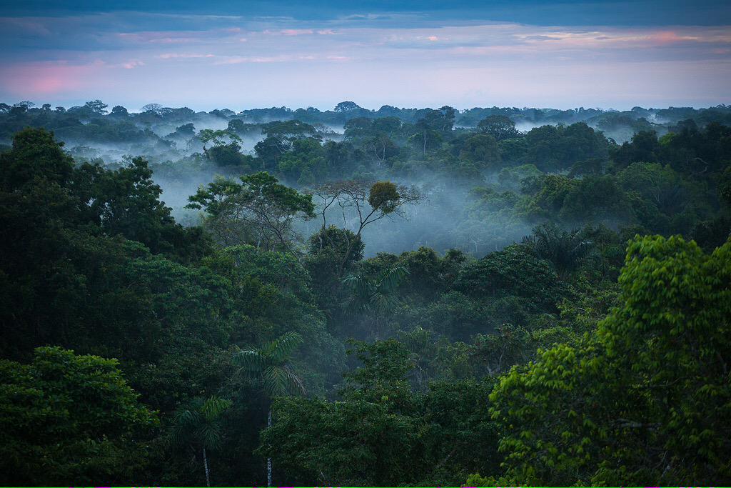 amazingviews0's tweet photo. Amazon Rainforest - South America http://t.co/e6ycF6HL9c