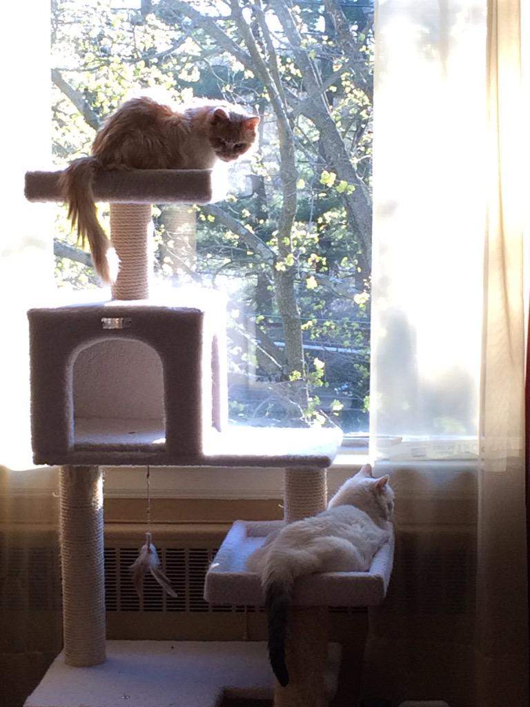 PeachyPoopers's tweet image. Quick! Get down before the humans see us living in harmony!! #catproblem #catsoftwitter #catlife