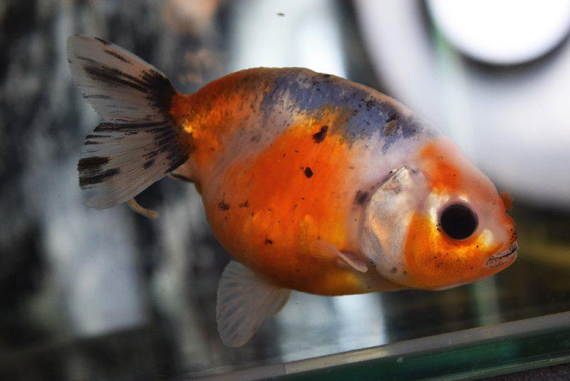 kingyoya_kobo's tweet photo. 義太夫。江戸錦 弥富 7cm #d762  （金魚生体の金魚屋工房） http://t.co/YTwXRNBZZv
