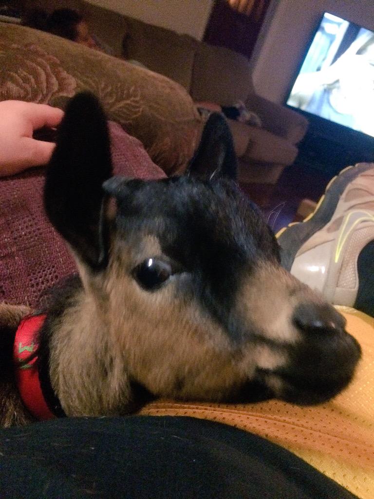 Rangerthegoat's tweet photo. Officially hit 2000 followers! You've goat to be kiiiiddin me! #happygoat #goatlife http://t.co/r3OWMmP8x6