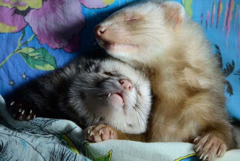 Passion4Ferrets's tweet photo. We #DookOutLoud for our Love for you {{{@ARCrusade}}} http://t.co/sEBual1AWc