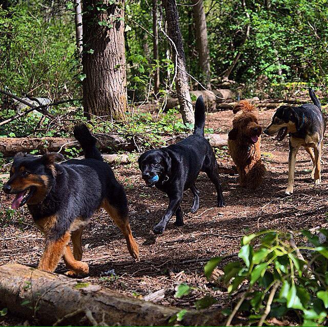 dogwalkcardiff's tweet photo. Hi Ho hi ho it's off for a walk we go! To dig dig dig dig dig dig. #dogdays #DogSitting #dogwalkers http://t.co/5TvwPZtIfQ