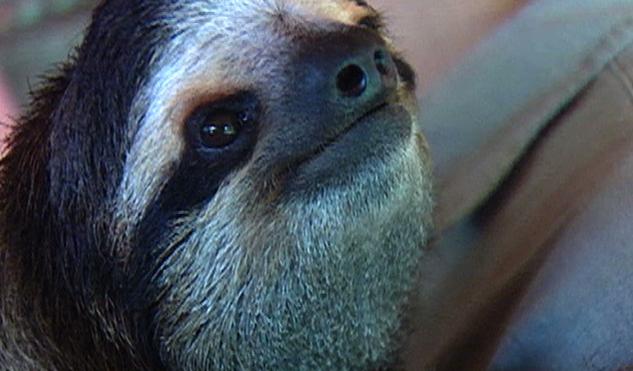 WildCountdown's tweet photo. Meet Buttercup-- the three-toed sloth rescued by @slothsanctuary of #CostaRica! #WildCountdown @LittonWeekend http://t.co/0M5uEMr5W3