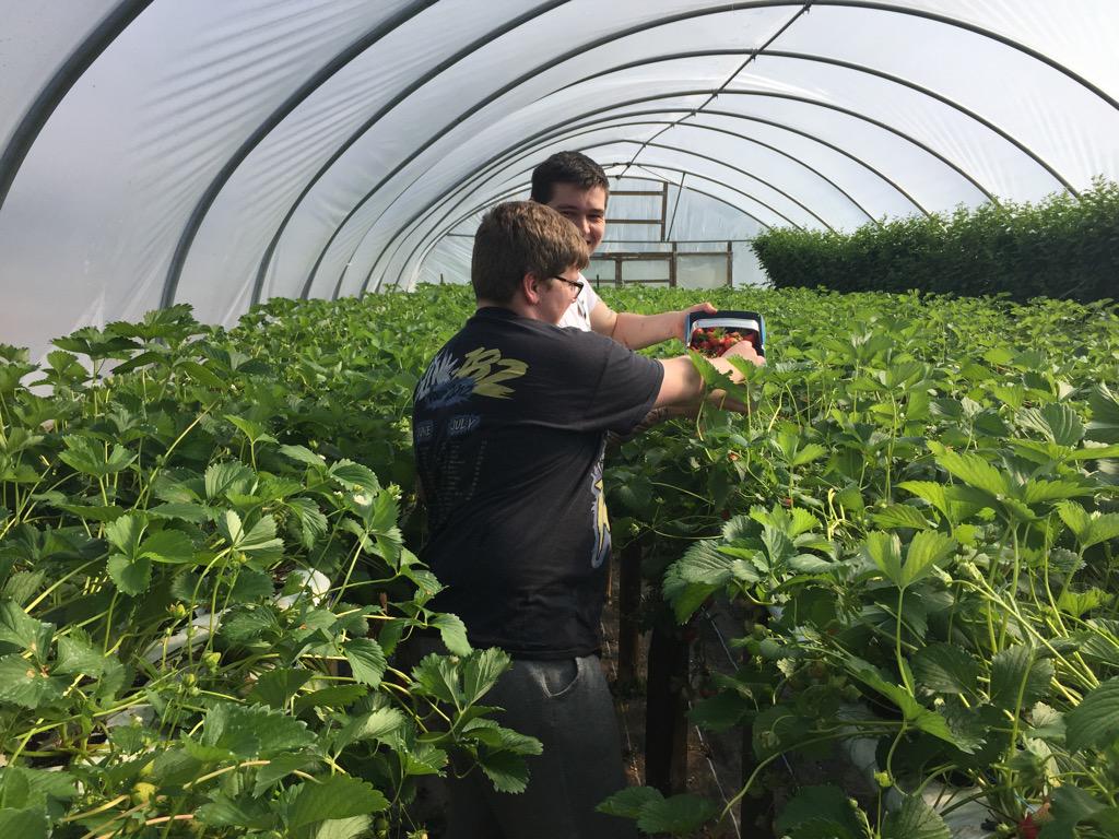 FletcherAndrews's tweet photo. @pipspickyourown @antonpiotrowsk1 picking fresh strawberrys ready for the new dessert on the menu! #awsome http://t.co/dZTukvY31w