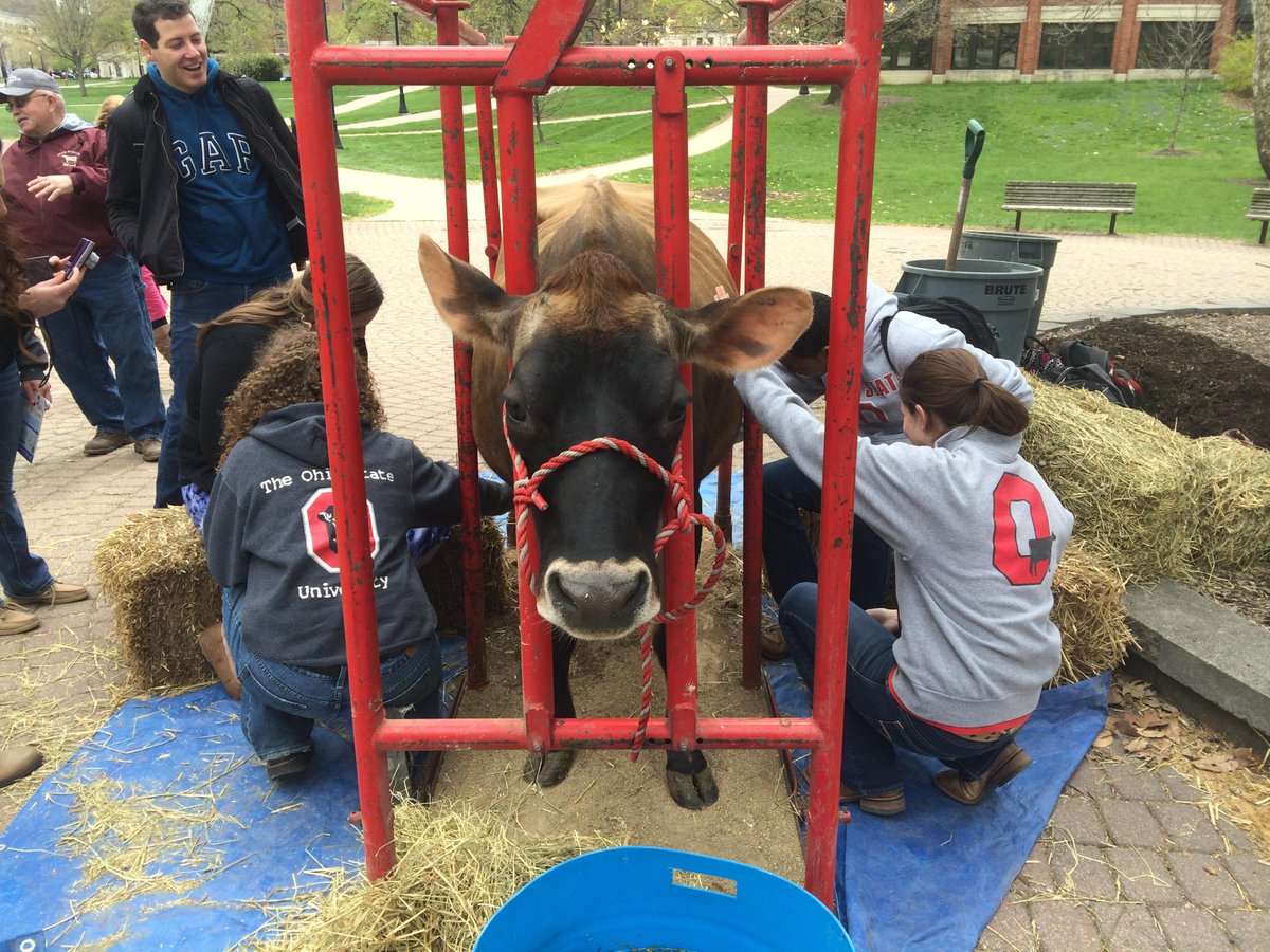 SpotTheCowOSU's tweet photo. MT @ACELatOSU: OSU students were able to learn about where their milk comes from today with Milk a Cow on the Oval! http://t.co/IfE6gHIxUf
