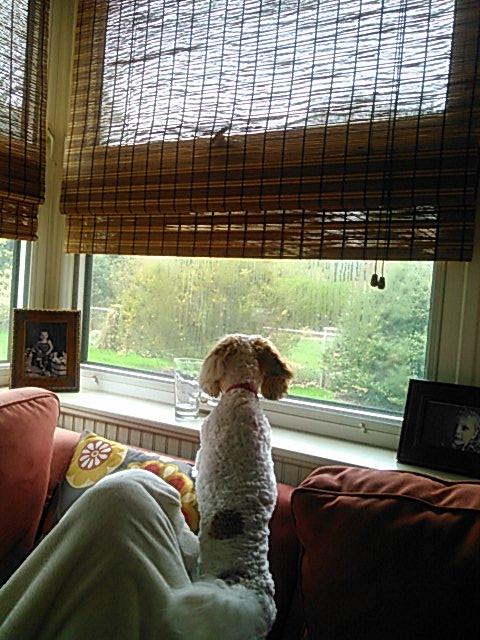 connor31811's tweet photo. Our personal watch dog... sort of. http://t.co/9JZSKBu0wk
