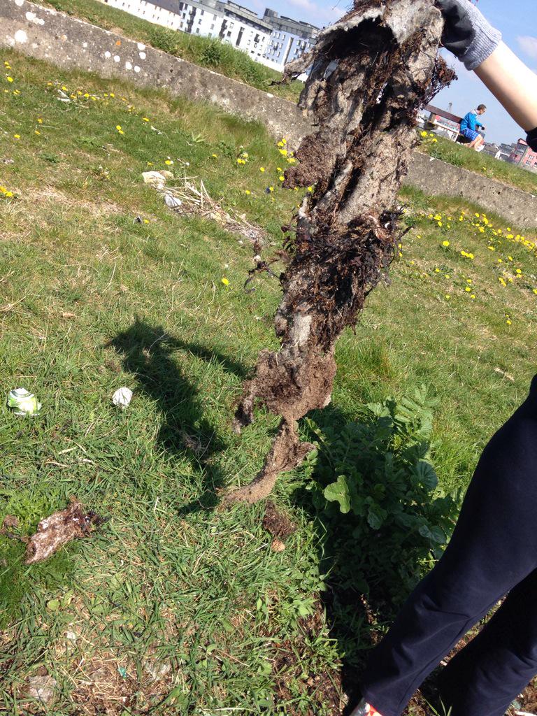 Wetwipehype's tweet photo. Wet wipes entangled in seaweed😱😱#ECOUNESCO #L2C2015 http://t.co/IgsJ5WN719