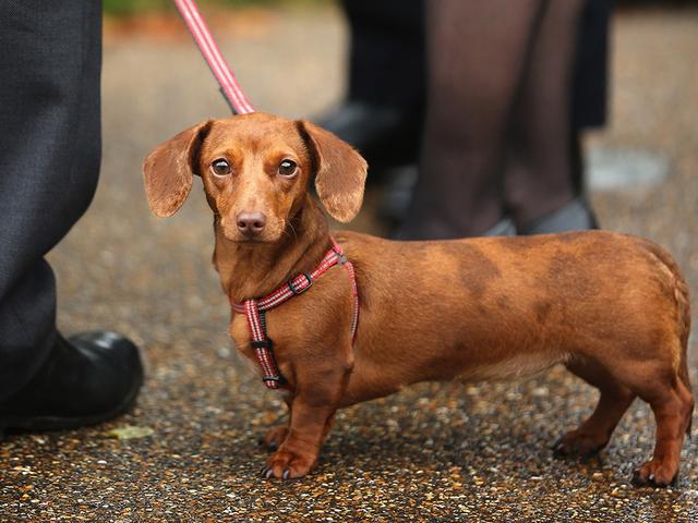 Your pet may be spreading Salmonella, E. Coli and roundworms to you, vets warn: bit.ly/1OKu7Cc