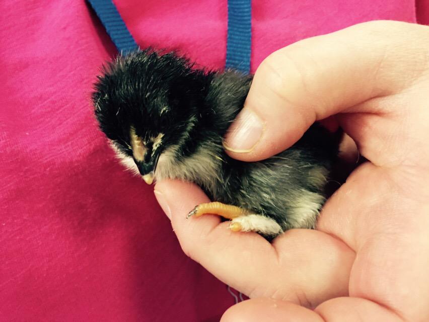 jgough's tweet image. Our favorite vet helps to keep our baby chicks healthy. Learning about vaccines.  #TrinityLearns @sfwhittle #STEAM