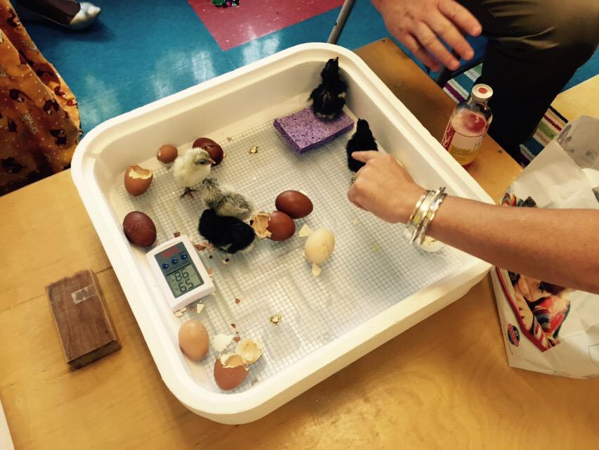 jgough's tweet image. Our favorite vet helps to keep our baby chicks healthy. Learning about vaccines.  #TrinityLearns @sfwhittle #STEAM