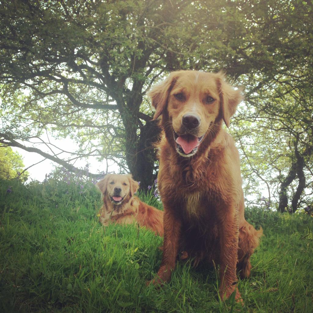 dogwalkcardiff's tweet photo. Another blue sunny day from the skies above. Embracing the sunshine at The Apple Fields. #dogwalkers #Cardiff  🍎 http://t.co/1TYGm9ros9