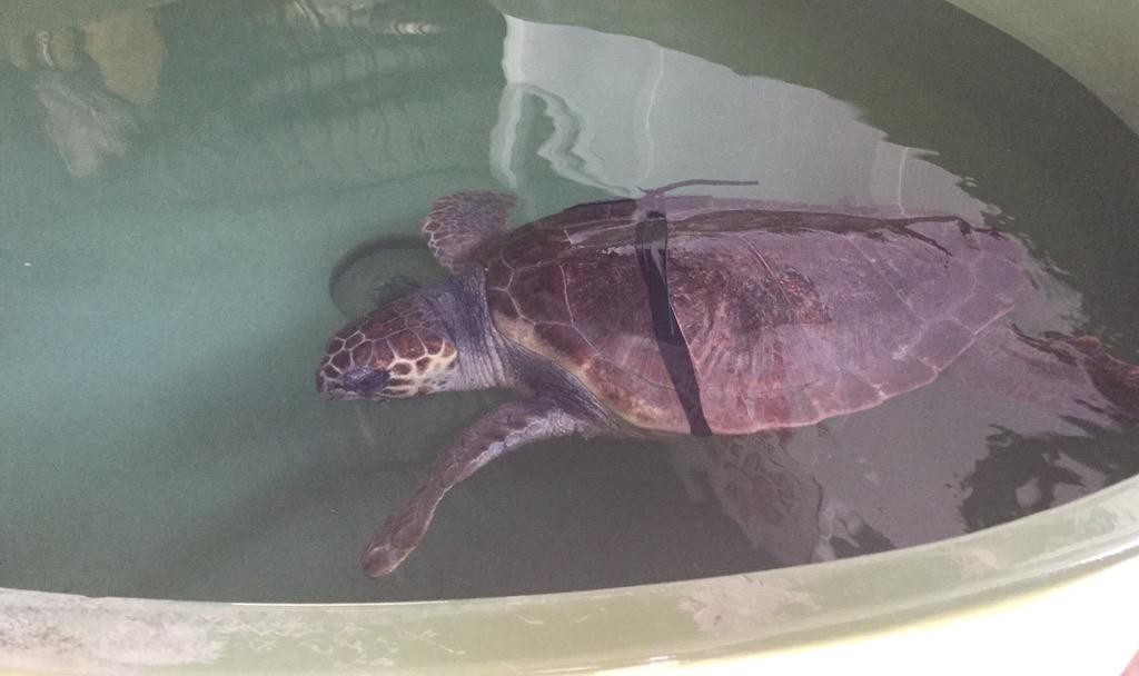 WildlifeSense's tweet photo. Learned a lot at our visit to the @dekamerTR rescue center today. #ISTS35 http://t.co/GjK6dZ8ukh