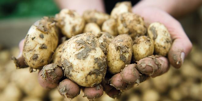 jersey royals morrisons