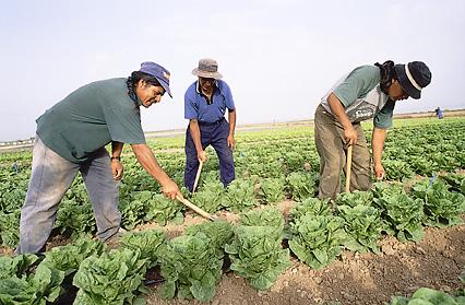 CropLife_La's tweet photo. ¿Te quieres unir a la iniciativa de #ElAgricultorPrimero? Sígue la página oficial en Twitter @ElAgricultor1ro http://t.co/tS7UZIjhxH