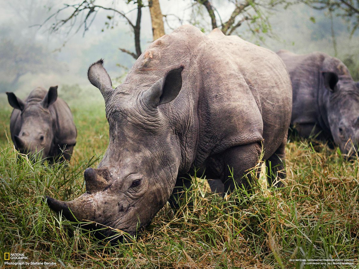 White rhinos graze on grasses in this image from our Traveler Photo Contest: on.natgeo.com/1d4wuE5