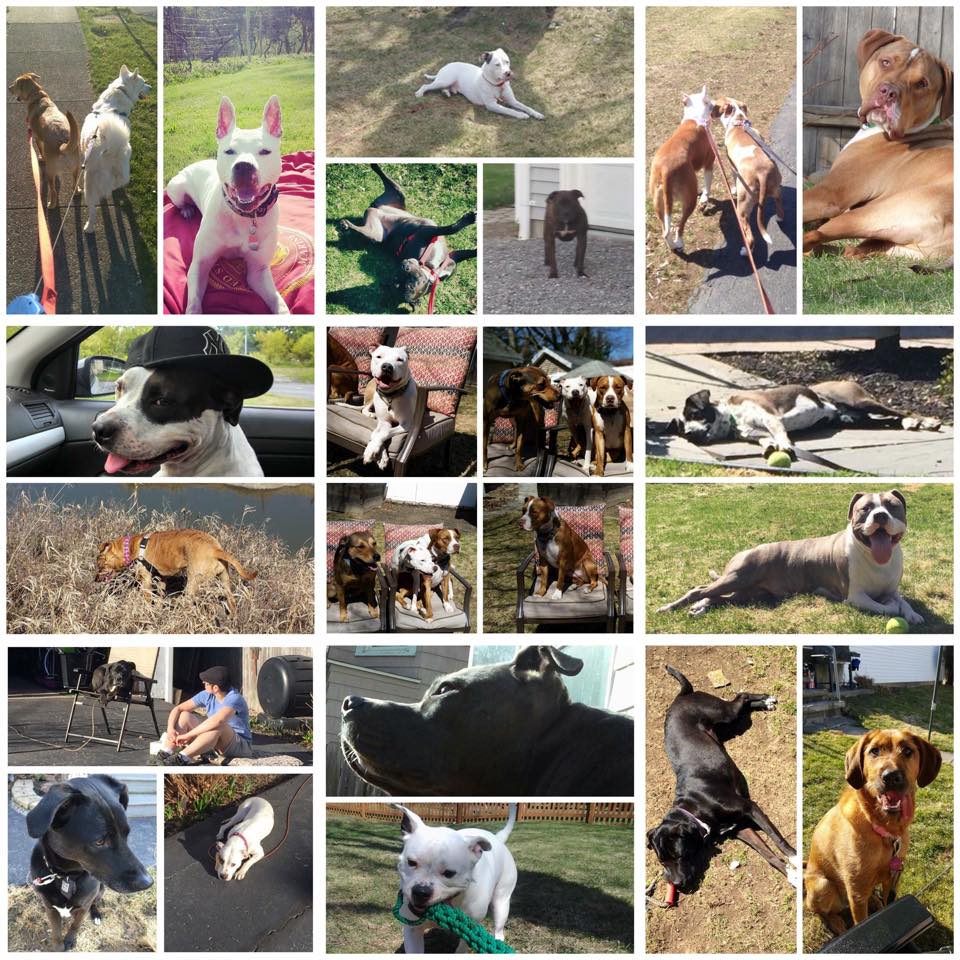rescuepitinc's tweet photo. brrrrrrrrr…

You all shared photos of your dogs enjoying #spring last week.

Think warm thoughts!

#Roc #snow http://t.co/4jisEHgQDE