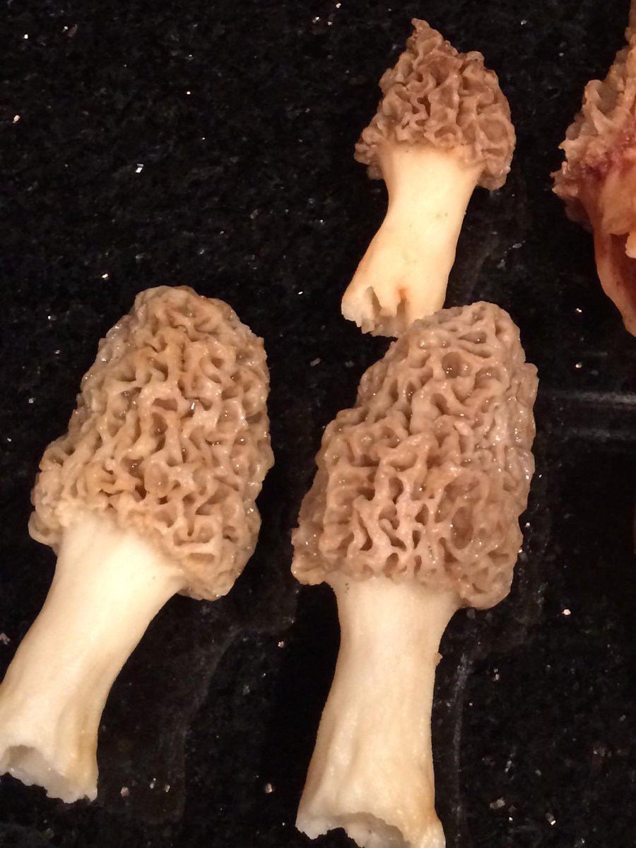 Edible Morels like these are hollow. The poisonous False Morels are not. #knowyourmushrooms