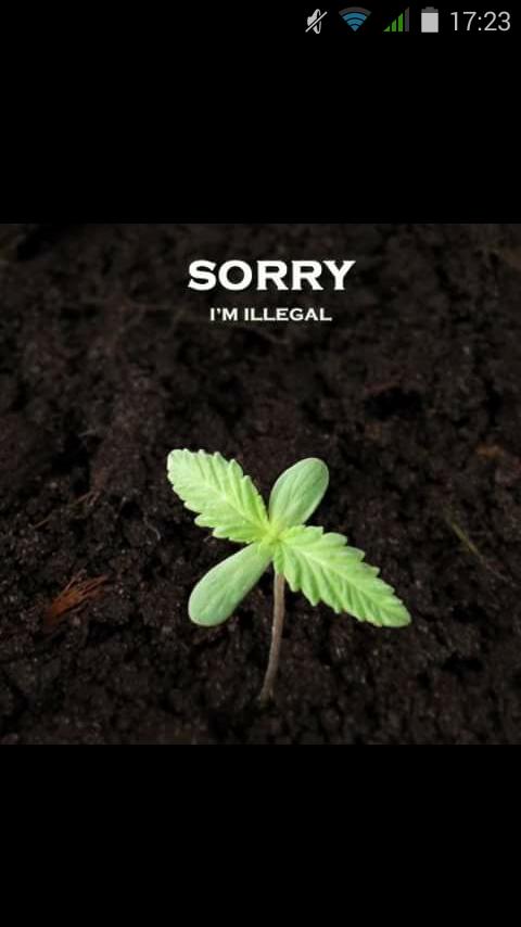 Aka L'Alien tweet media